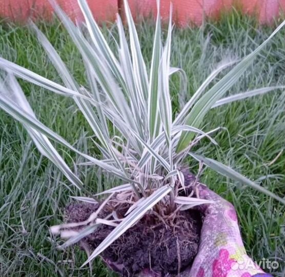 Декоративная трава Фалярис