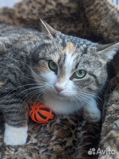 Кошечка плюшечка подушечка