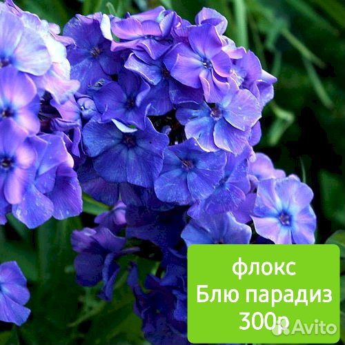 Флоксы