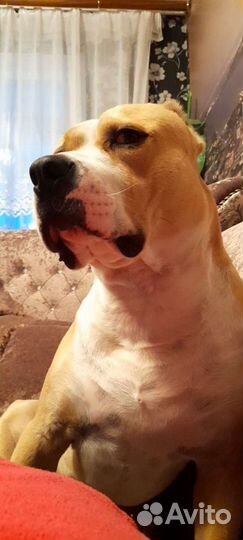 Амстафф вязка