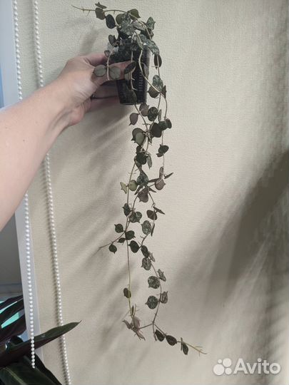 Хойя Куртиси