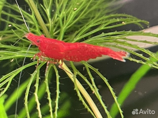 Креветки, аквариумные растения, рыбки