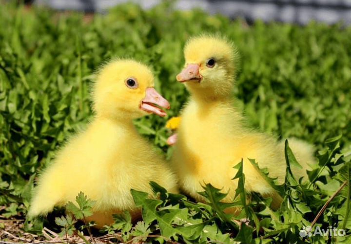 Цыплята/ Утята/ Гусята/ Индюшата