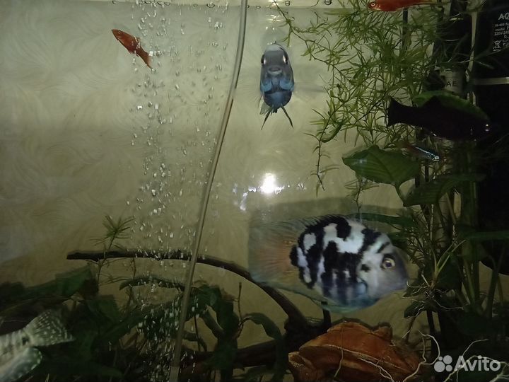 Рыбки, раки, растения