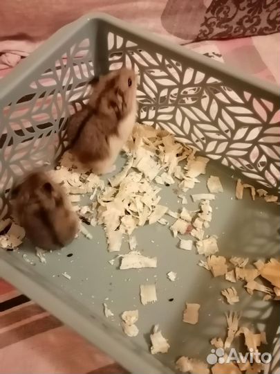 Джунгарский хомяк бесплатно