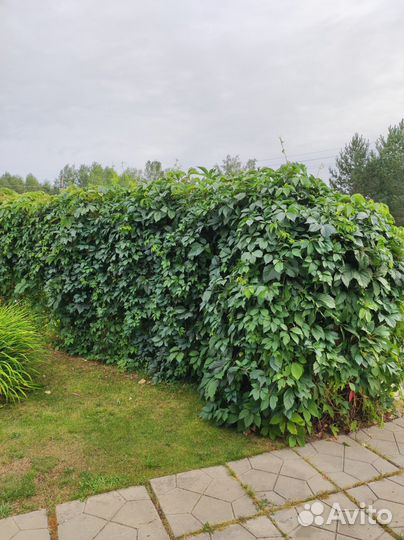 Живая Изгородь