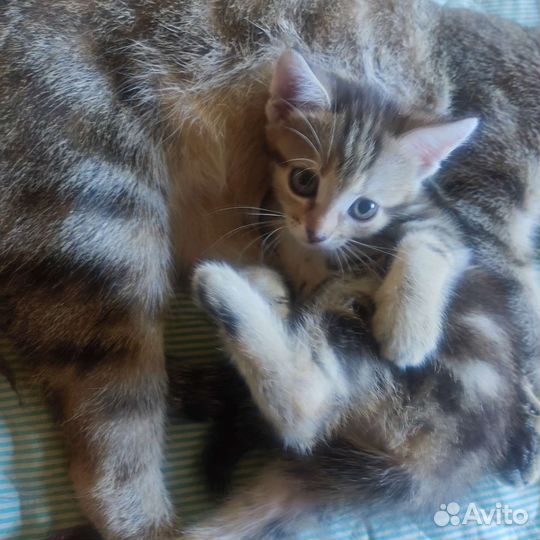 Котята в добрые руки бесплатно