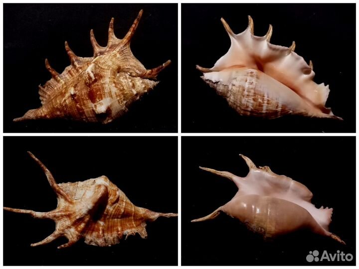 Ракушка океанская Lambis-Lambis