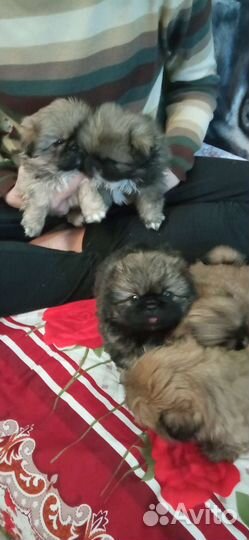 Щенки пекинеса