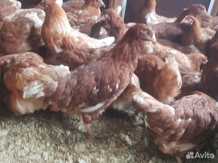 Куры молодки разных пород и несушки