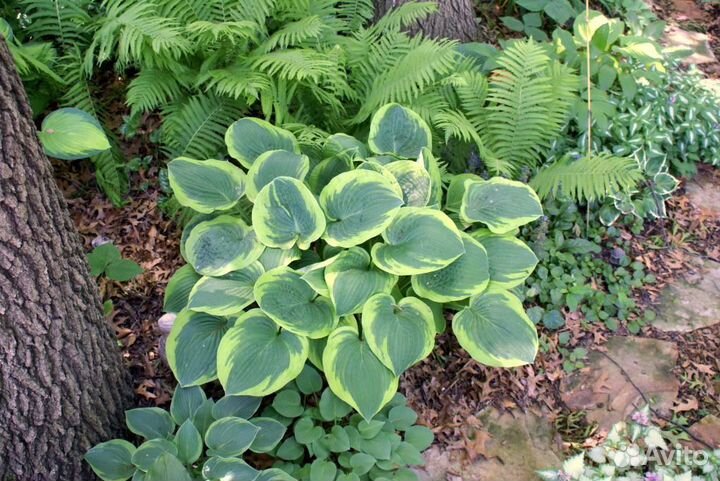 Хоста абикуа мунбим