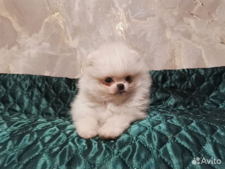 Щенки шпица мини мишки