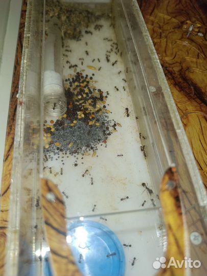 Муравьиная ферма с муравьями