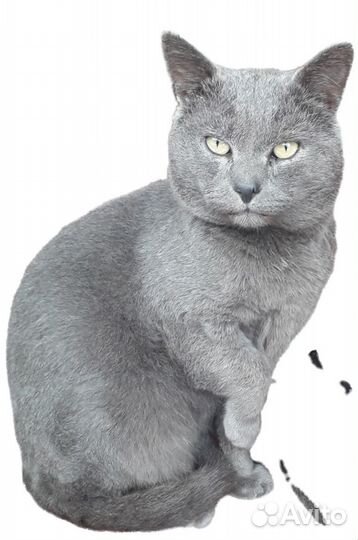 Котик ищет дом