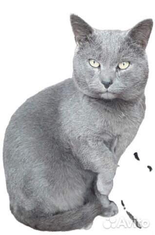 Котик ищет дом