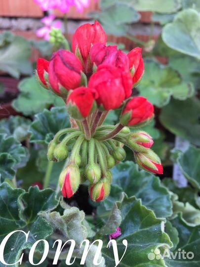 Пеларгония герань тюльпановидная