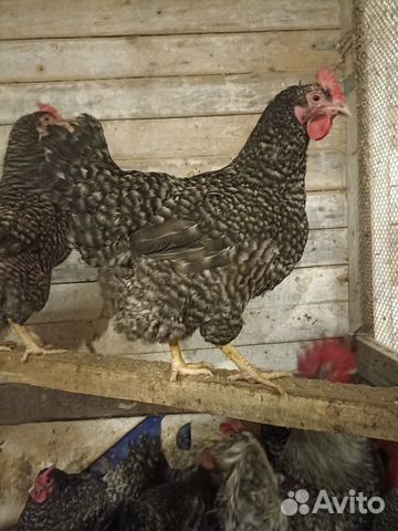 Цыплята,индюшата, инкубационное яйцо объявление продам