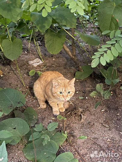 Найден кот. Ищем старых или новых хозяев