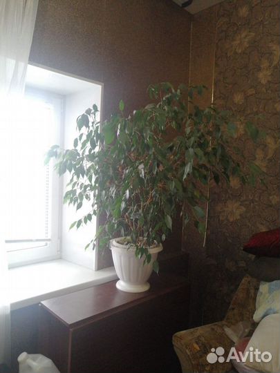 Комнатные цветы