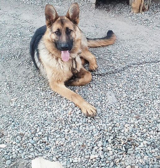 Щенки овчарки