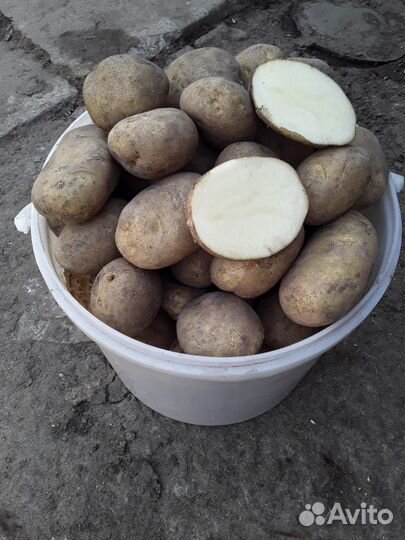 Продам картофель