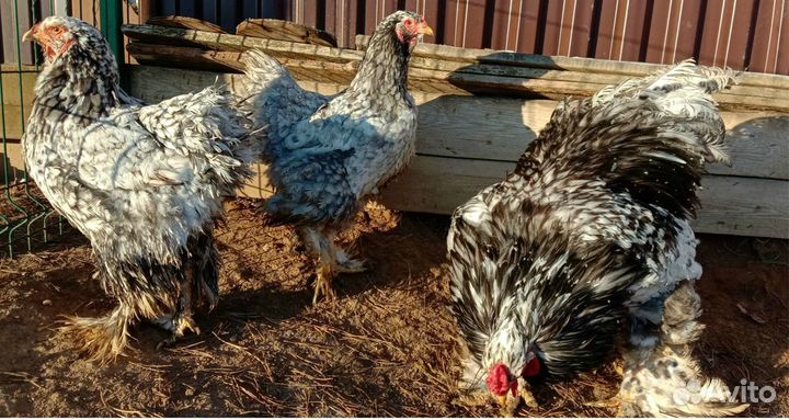 Цыплята,яйцо,куры Брама