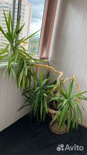 Пальма юкка