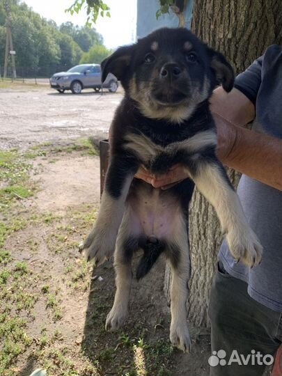 Щенки в добрые руки (девочки)