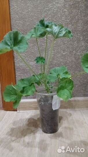 Пеларгония та Леди Винтер