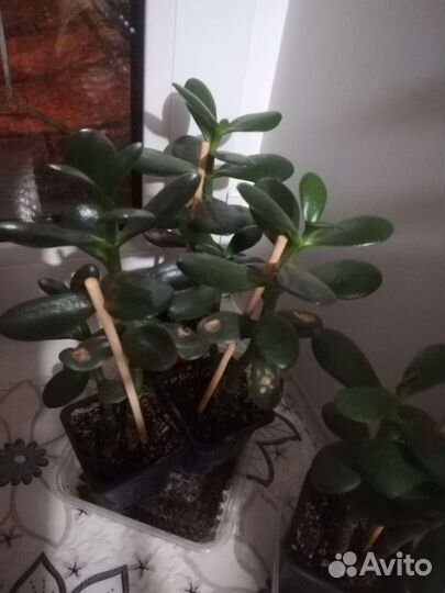 Крассула толстянка (денежное дерево)