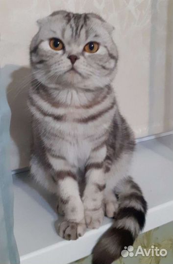 Вязка.Шотландский вислоухий кот