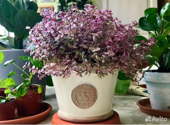 Каллизия бьянка, розовая пантера