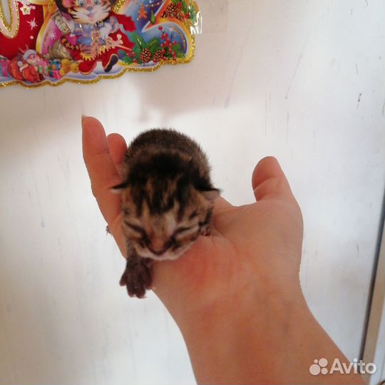 Котята полосачи-крысоловы шотландцы
