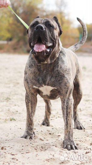 Преса Канарио (Канарский дог) Вязка