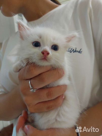 Турецкая ангора