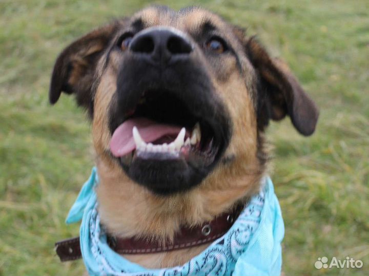 Простите что не шпиц