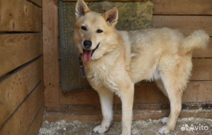 Пес старичок мечтает о доме