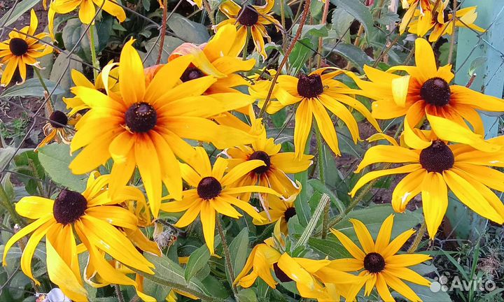 Гайлардия остийстая