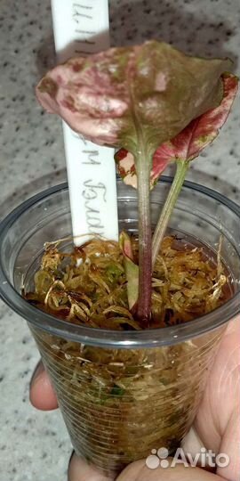 Сингониум Клубничный Лёд Galaxy