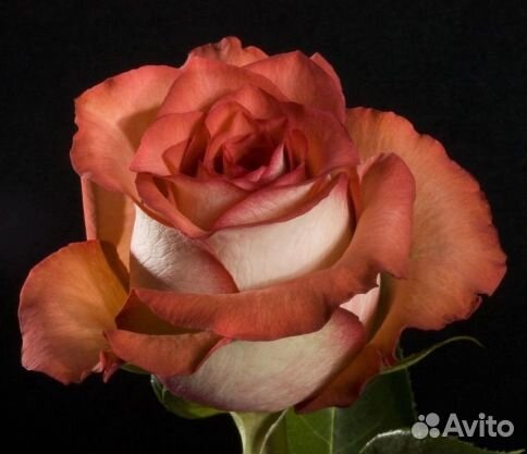 Роза чайно-гибридная Гинесс (Guinness)