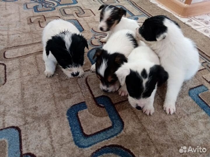 Жёстко шерстный фокстерьер