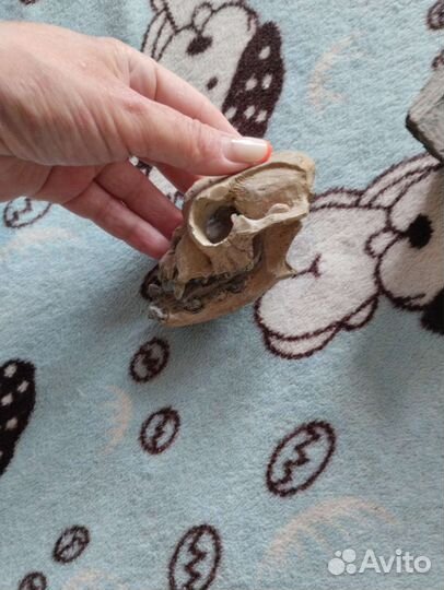 Для аквариума