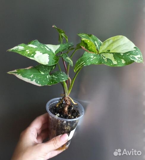 Сингониум Ред спот триколор