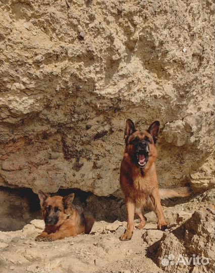 Услуги кинолога