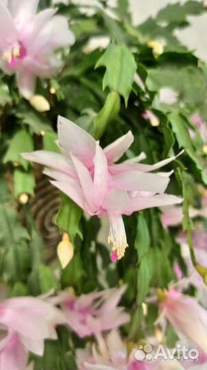 Комнатные растения (декабрист)