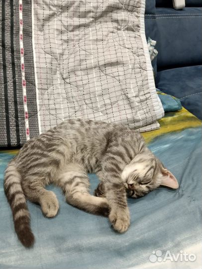 Котик в добрые руки