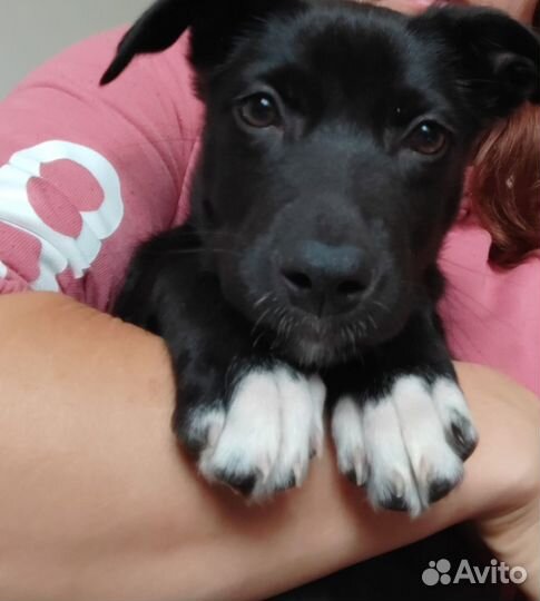 Щенок 1,5месяца девочка