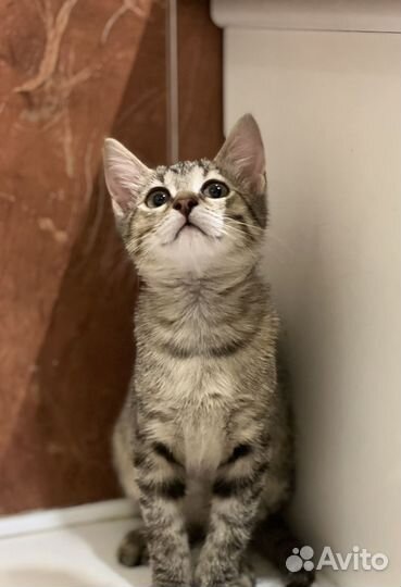 Котята в добрые руки бесплатно