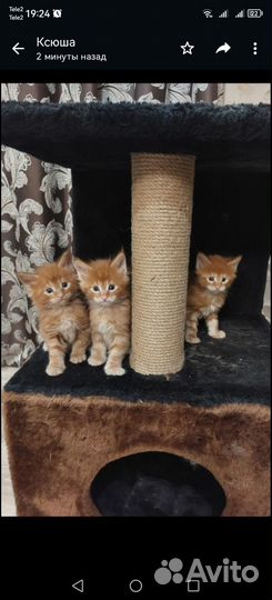 Котята мейн-кун