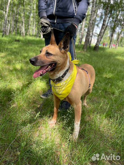 Собака из приюта грустит без человека